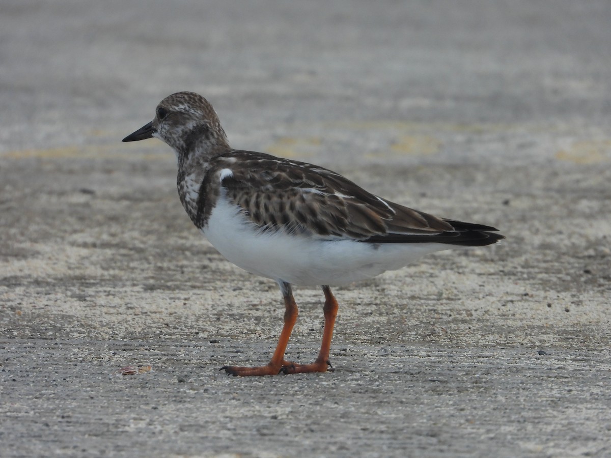 Ruddy Turnstone - ML489872811