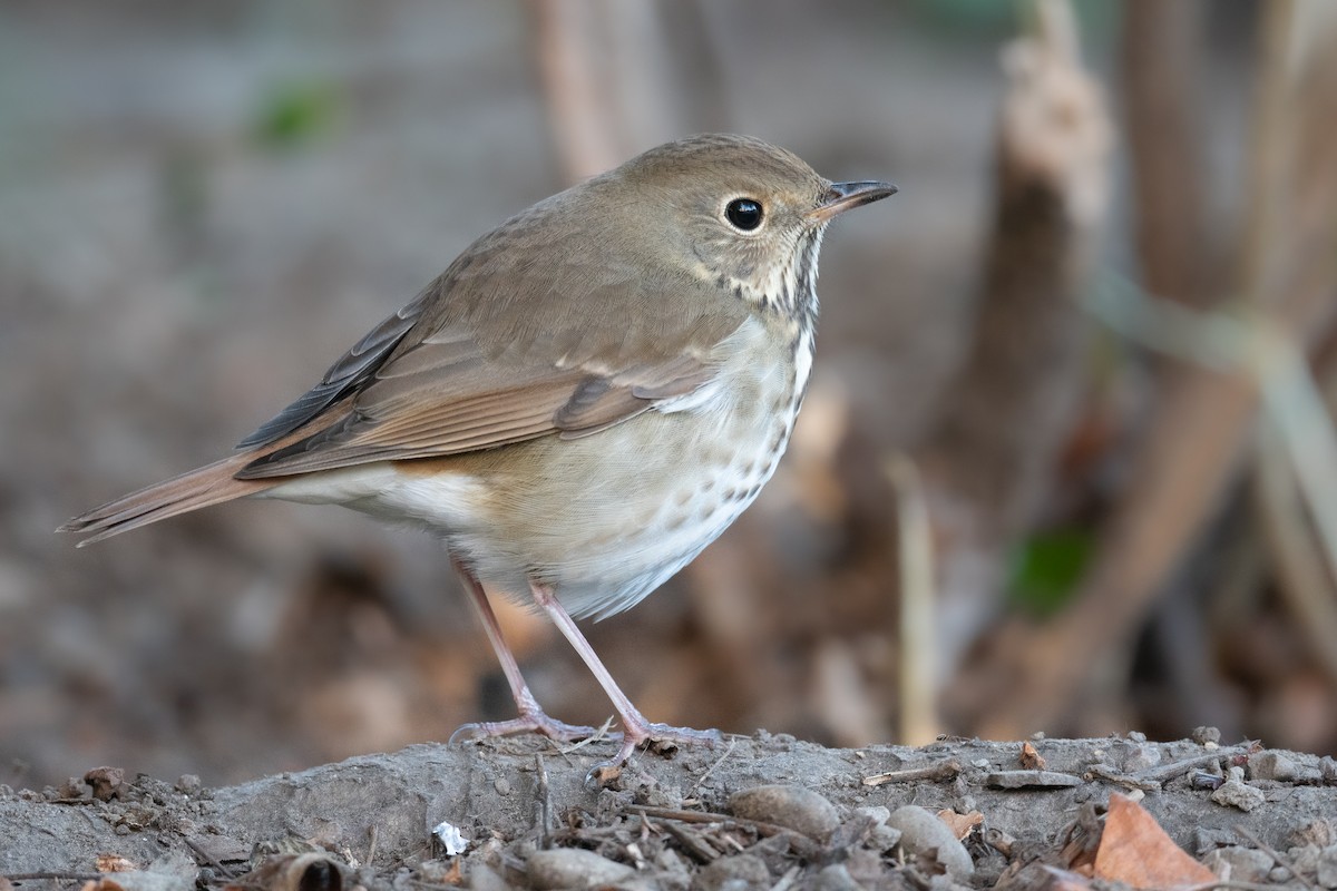 Hermit Thrush - ML489874921