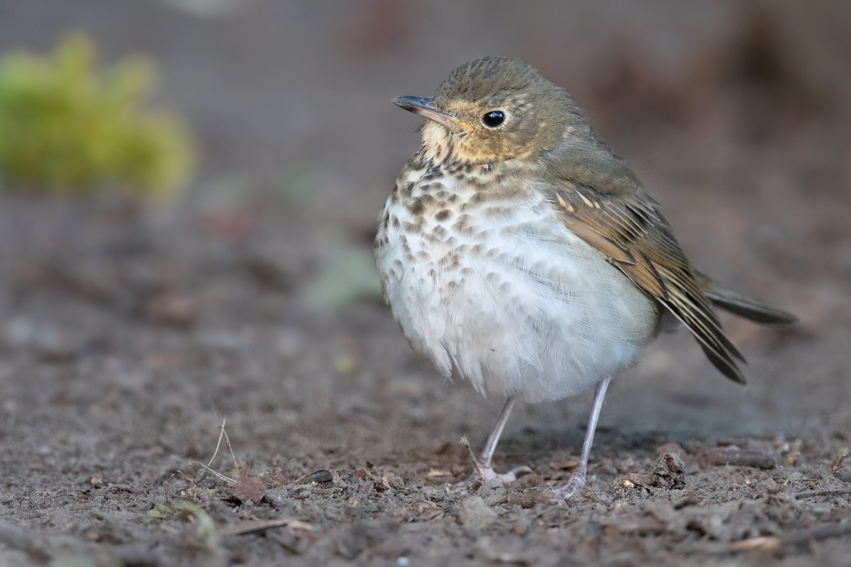 Swainson's Thrush - ML489875331