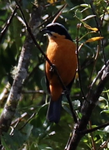 Chestnut-bellied Mountain Tanager - ML489876591
