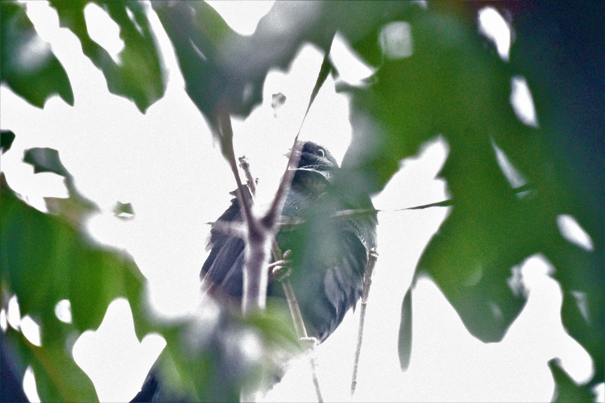 Black Wood-Pigeon - ML489877911