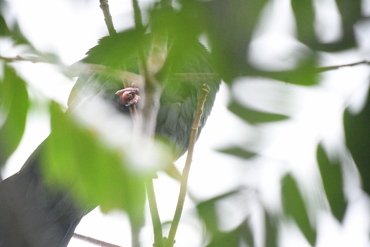 Black Wood-Pigeon - ML489877921