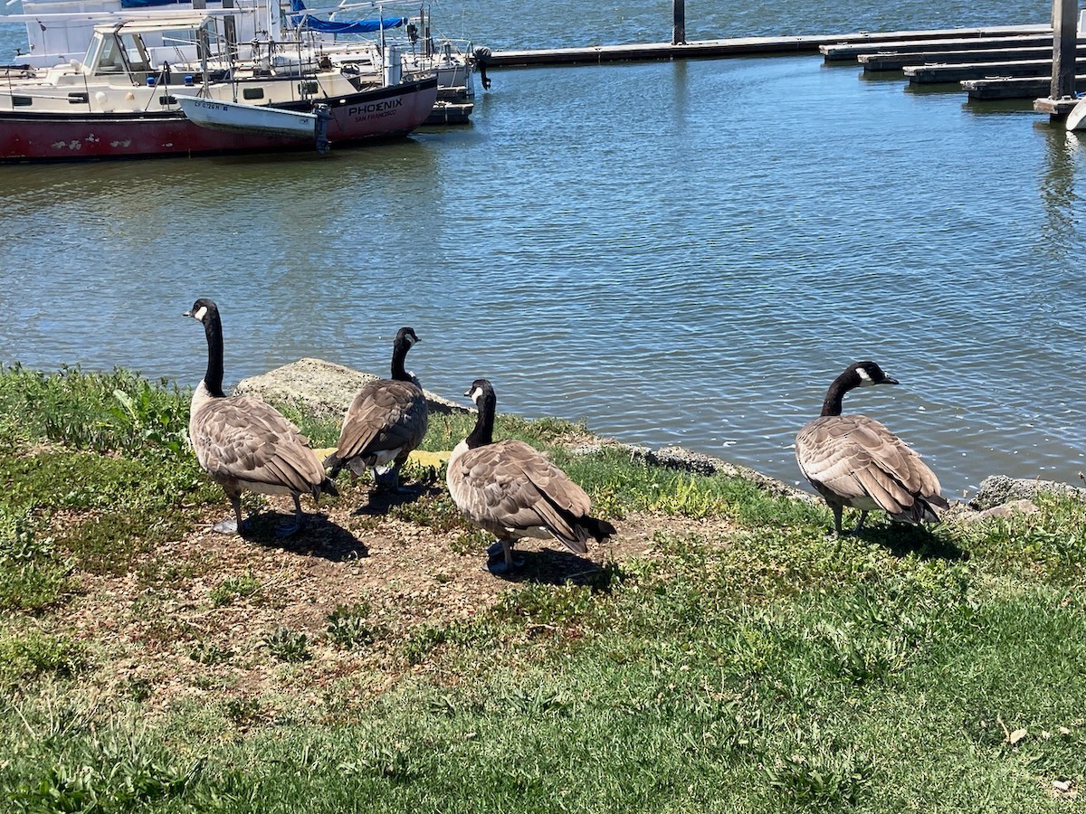 Canada Goose - ML489879011