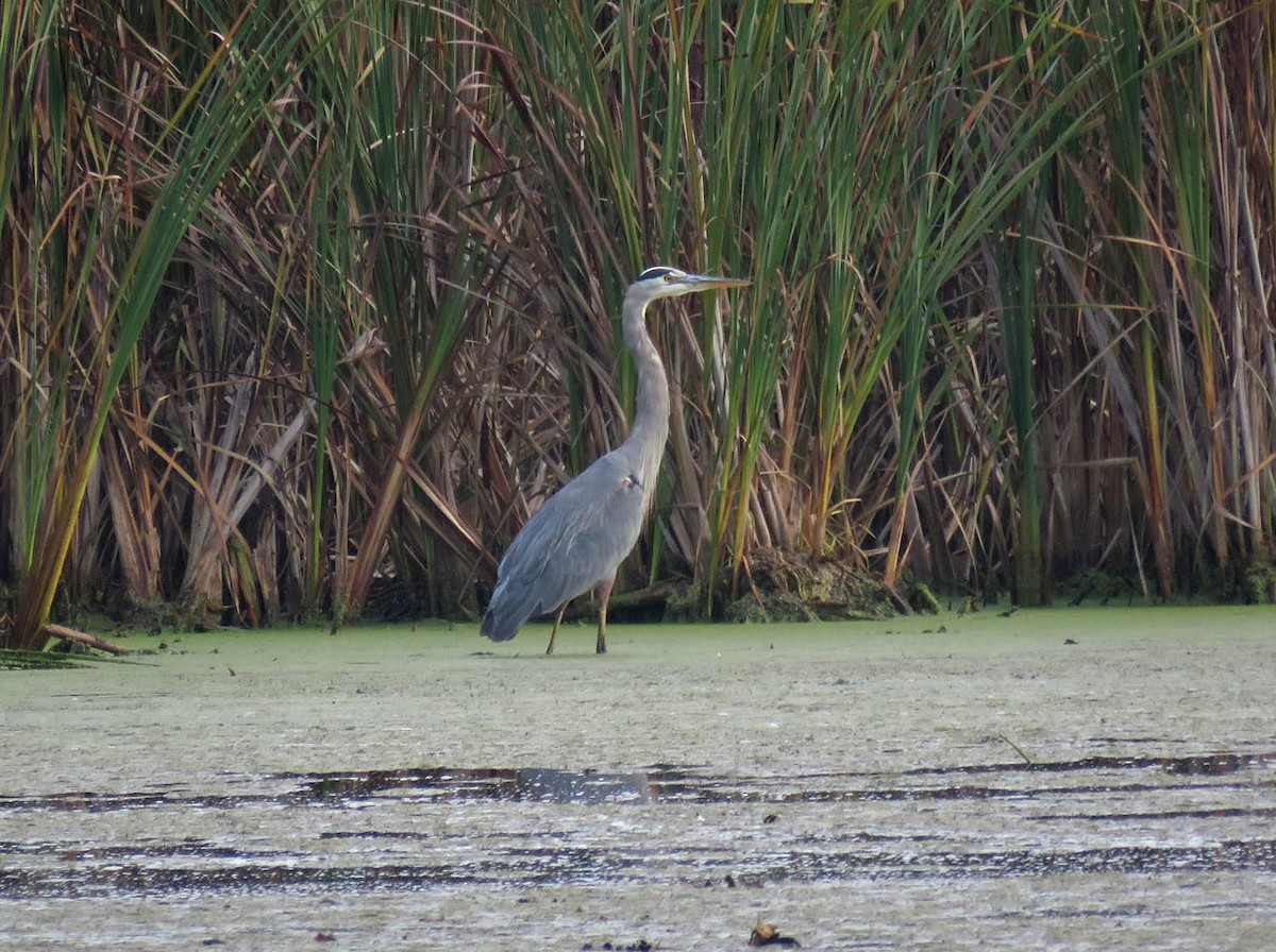 Great Blue Heron - ML489880071