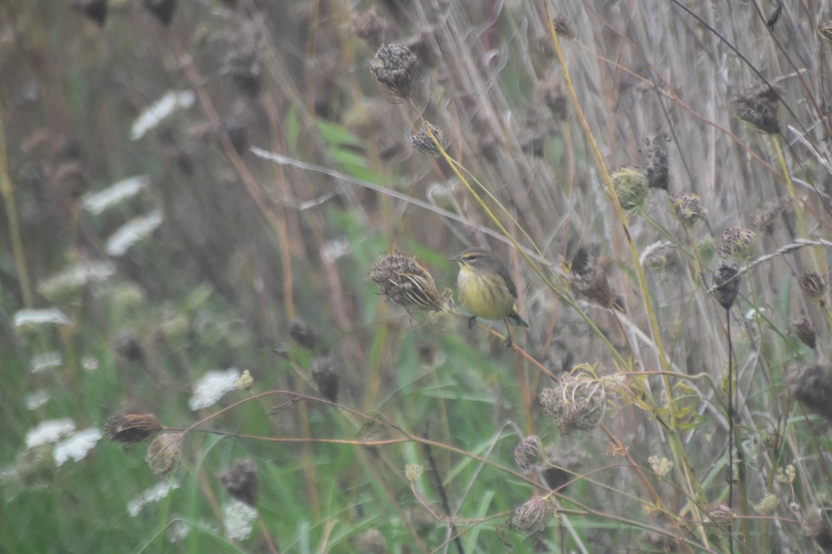 Palm Warbler (Yellow) - Valerie Burdette