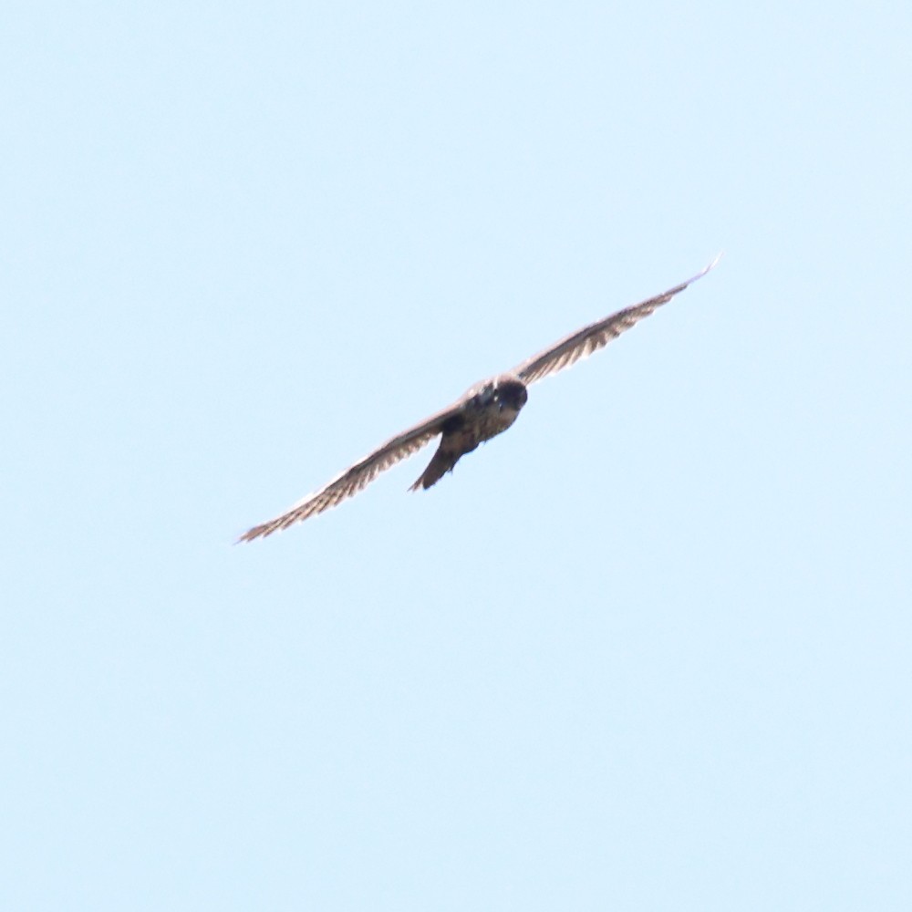 Prairie Falcon - ML489884091