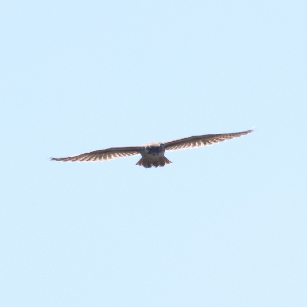 Prairie Falcon - ML489884101