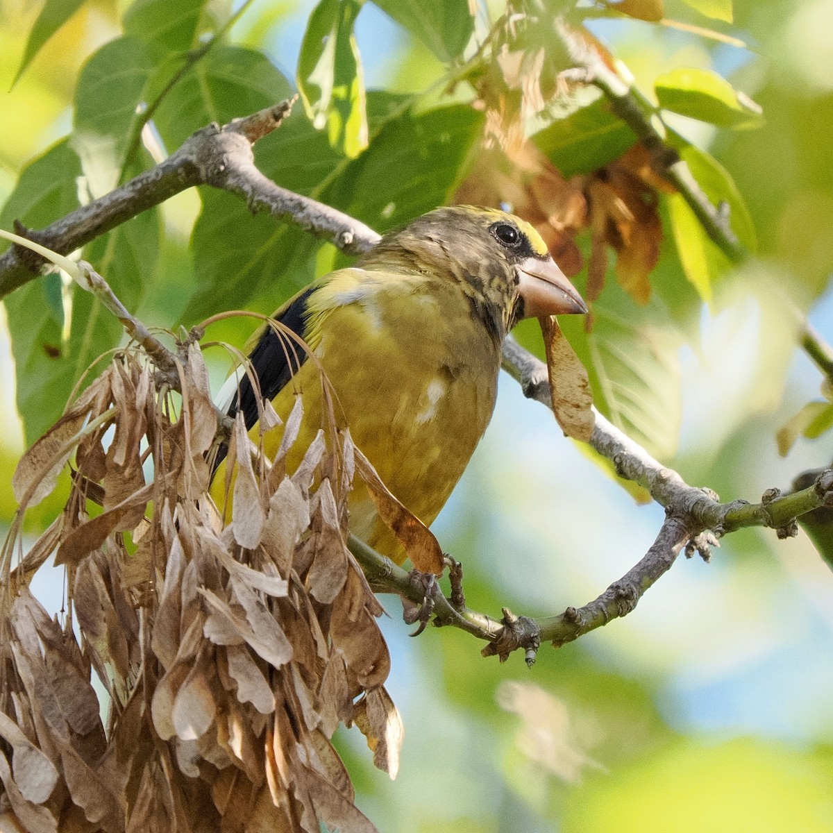 Evening Grosbeak - ML489884441