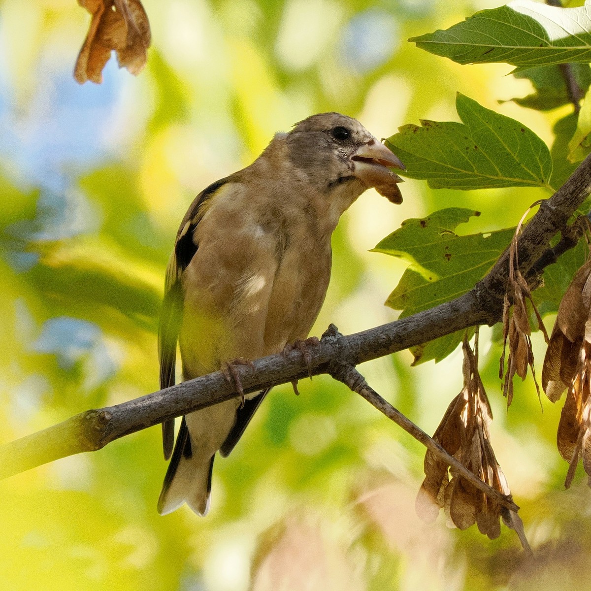 Evening Grosbeak - ML489884461