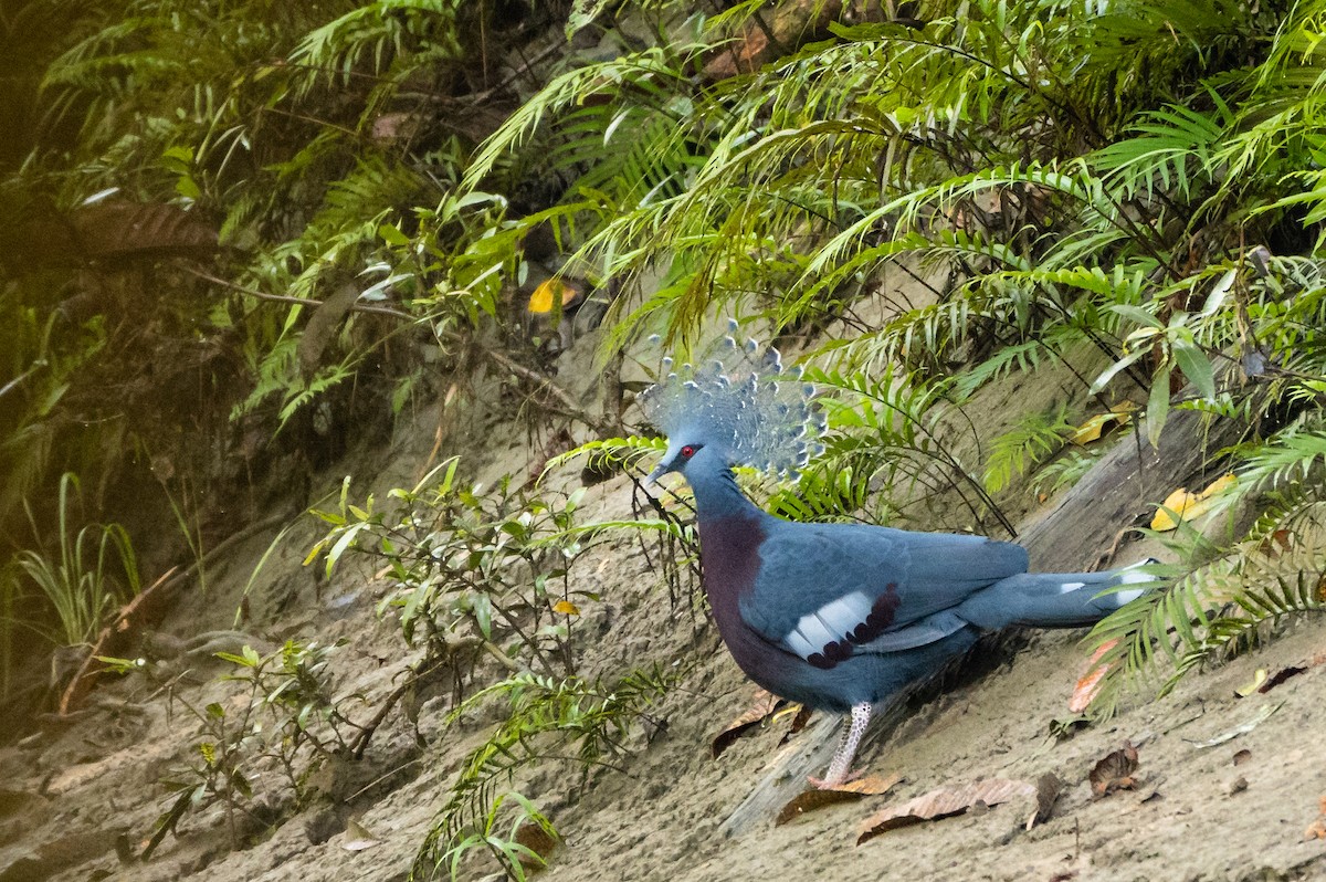 Victoria Crowned-Pigeon - Wilbur Goh