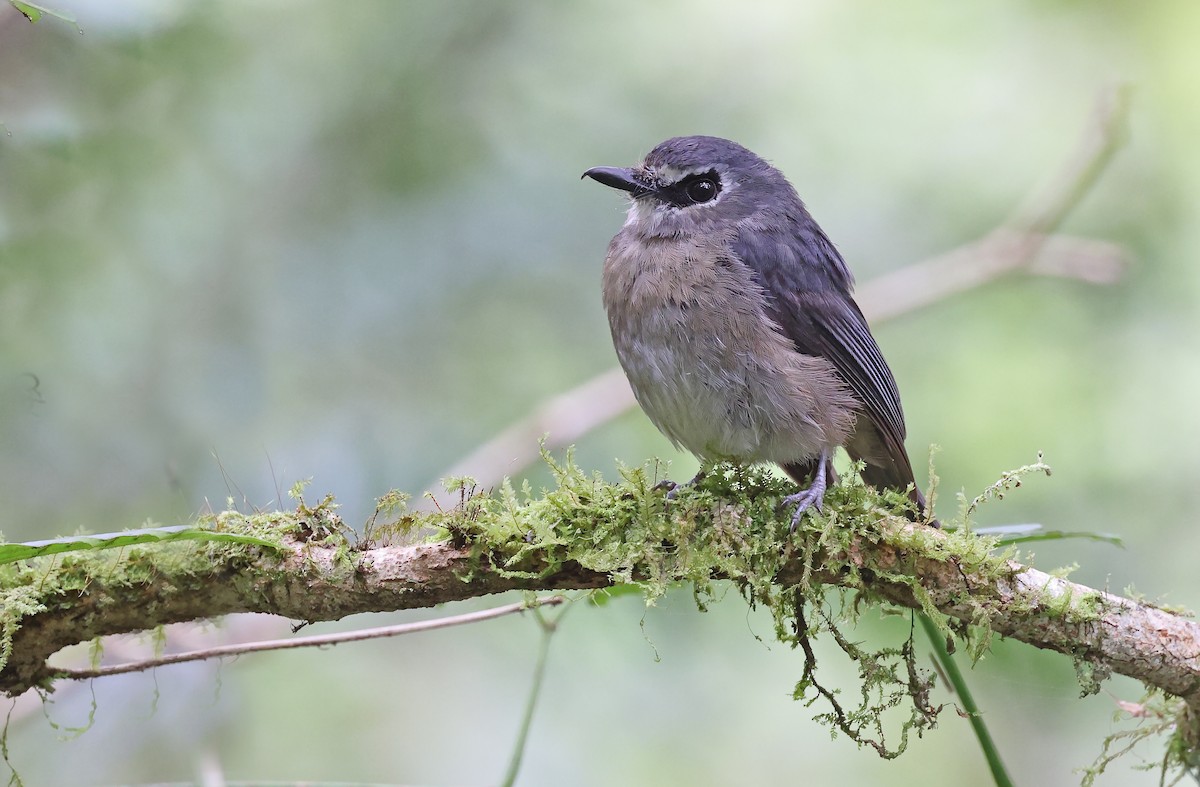 Mindanao Jungle Flycatcher - ML489885791