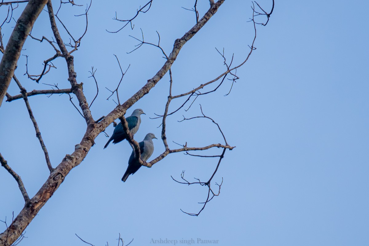 Nicobar Imperial-Pigeon - ML489885891