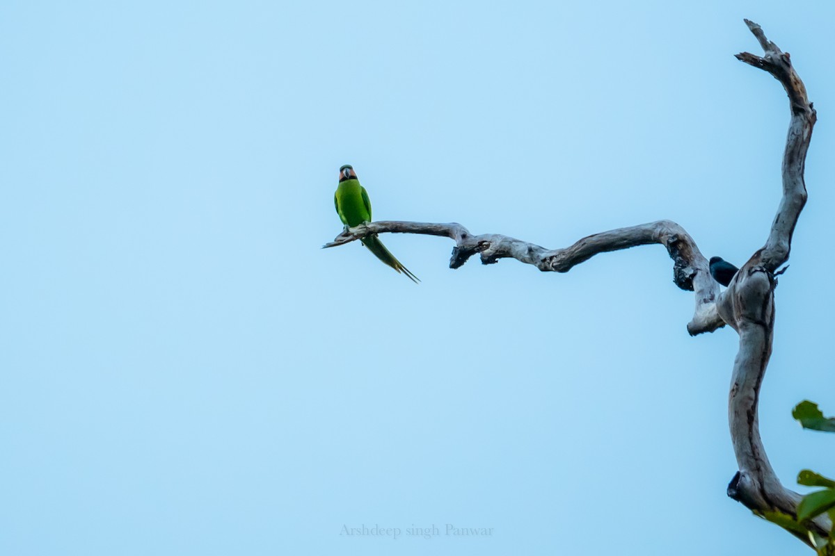 Nicobar Parakeet - ML489885951