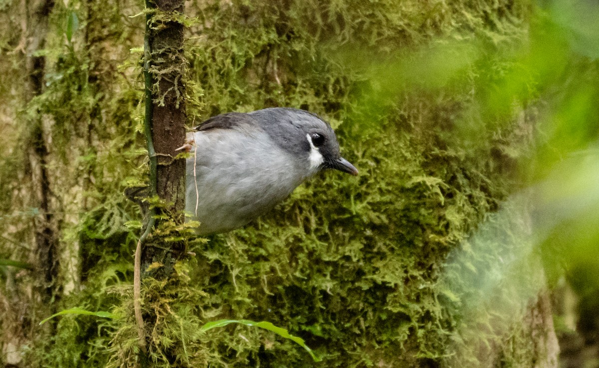 Graukopf-Farnschnäpper - ML489886011