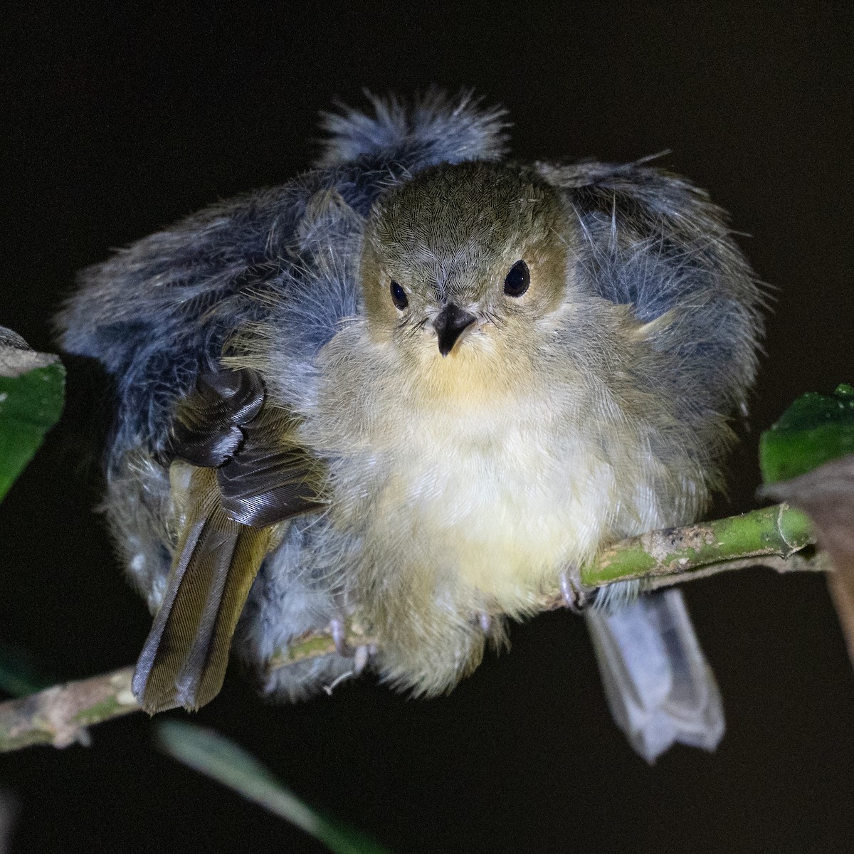 Vogelkop Scrubwren - ML489886191