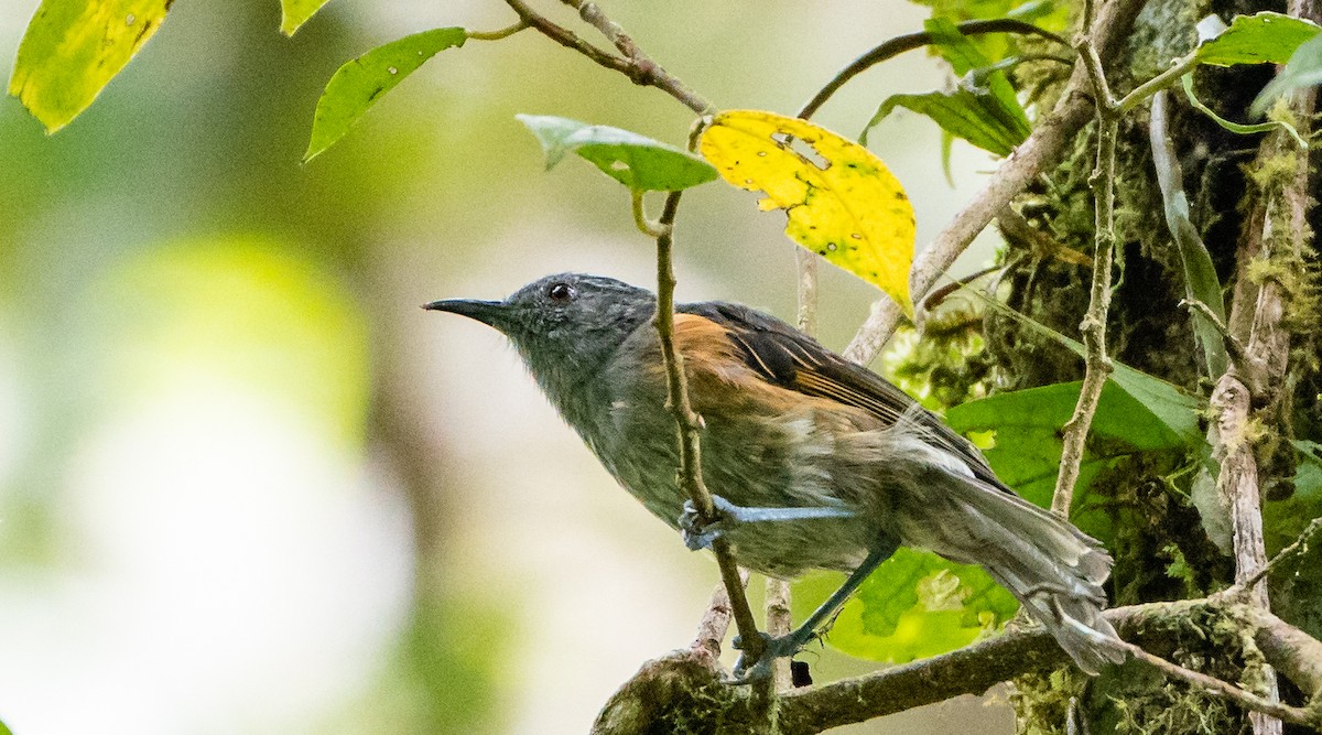Rufous-sided Honeyeater - ML489886521