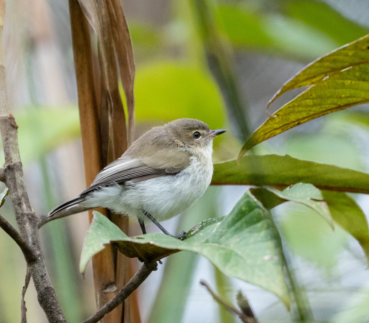 Brown-breasted Gerygone - Wilbur Goh