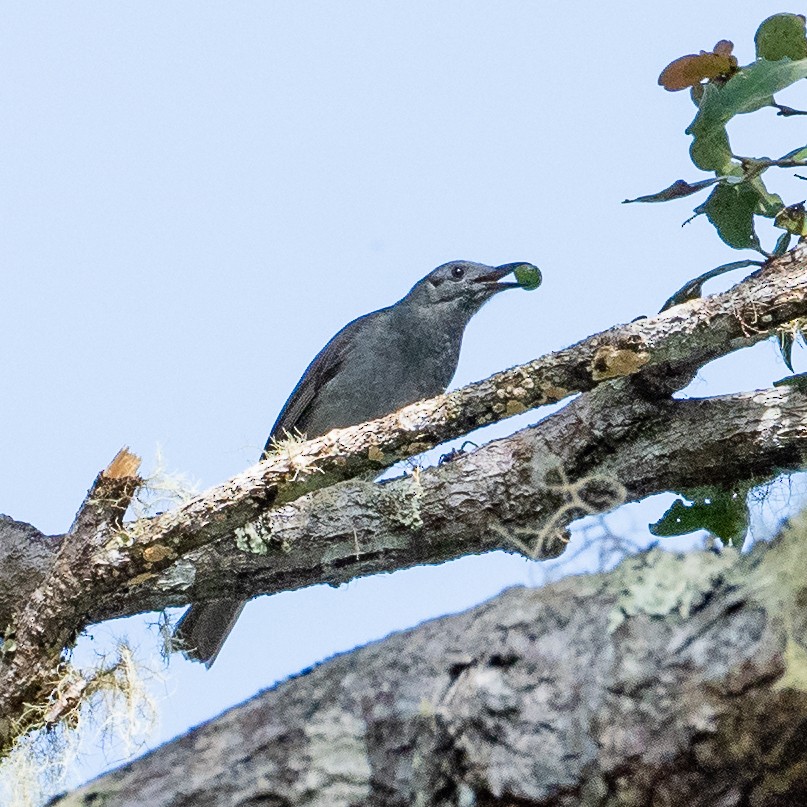 Marbled Honeyeater - ML489887141