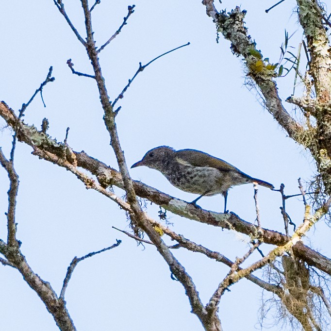 Thick-billed Berrypecker - ML489887311