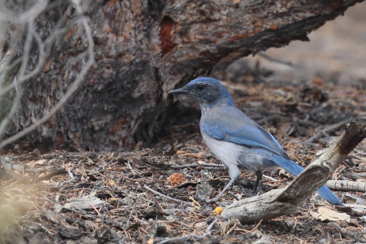 Woodhouse's Scrub-Jay - ML489887921