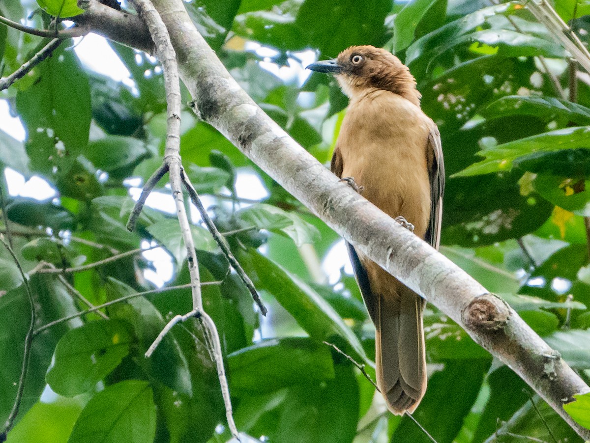 Rusty Pitohui - ML489887931