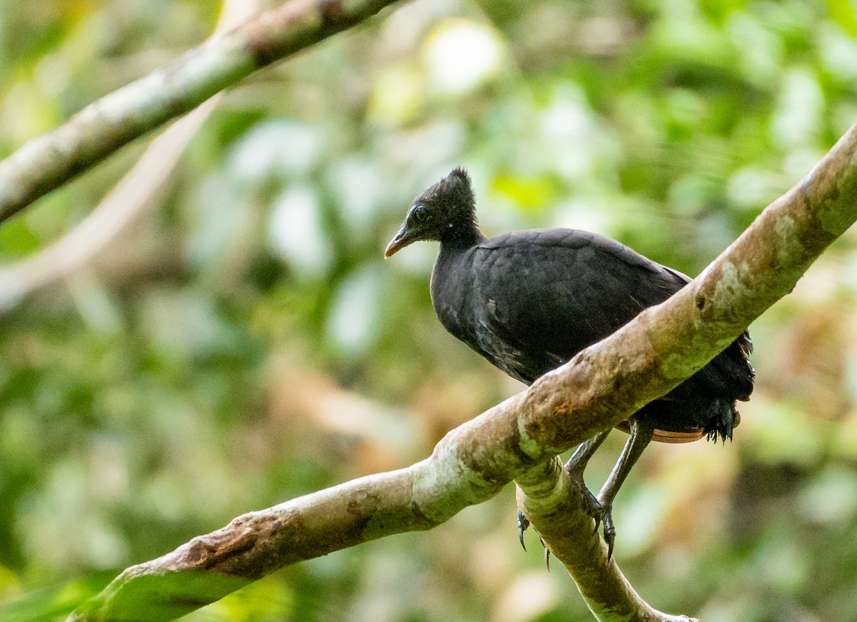 Dusky Megapode (Dusky) - Wilbur Goh