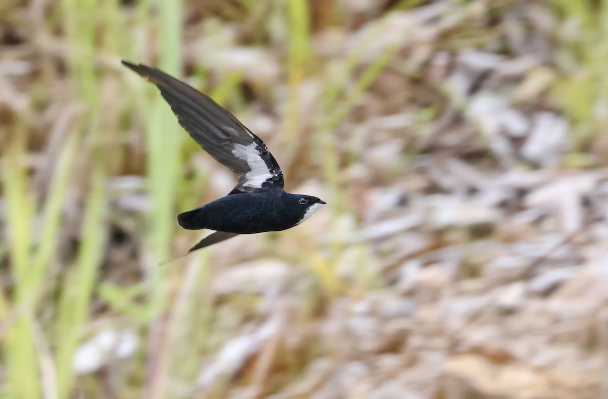 Philippine Spinetail - ML489888661