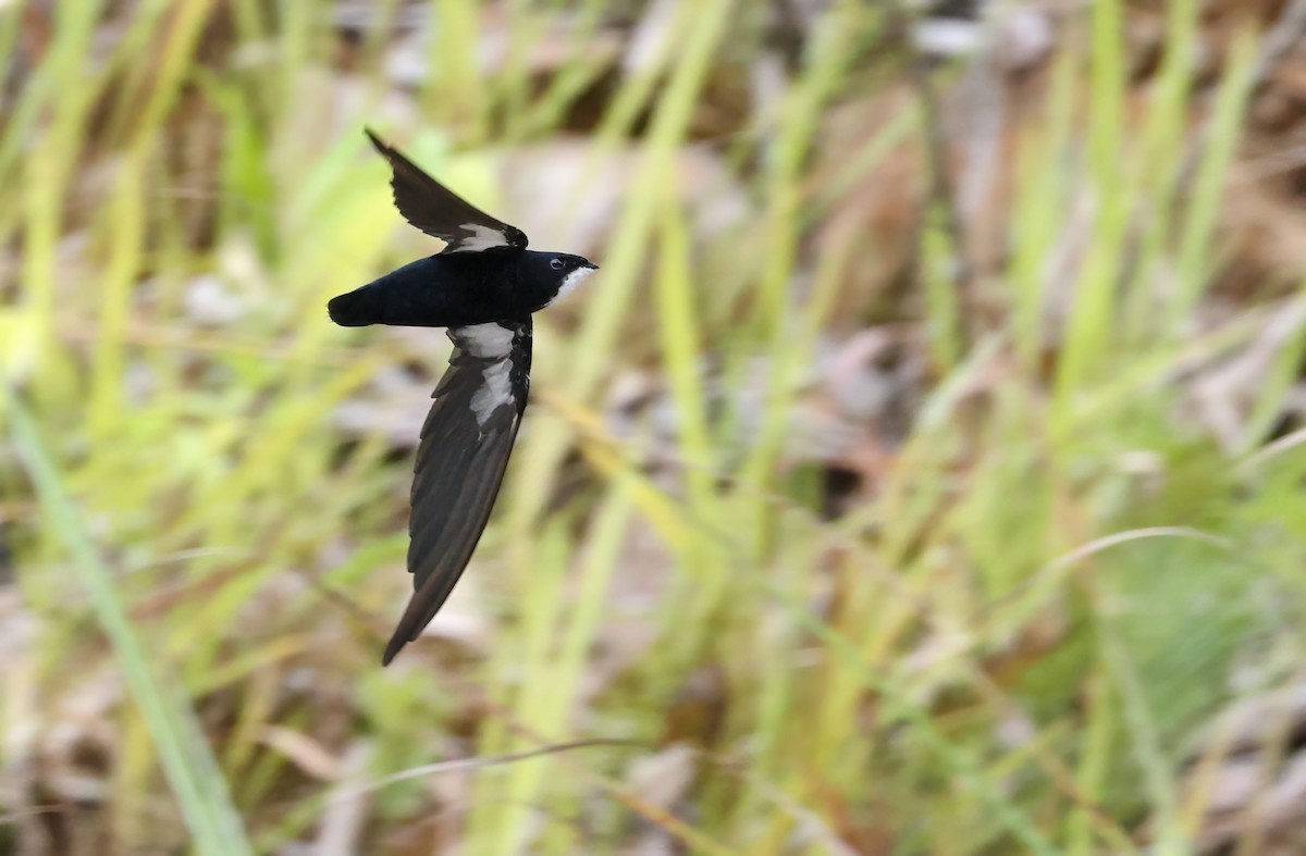 Philippine Spinetail - ML489888671