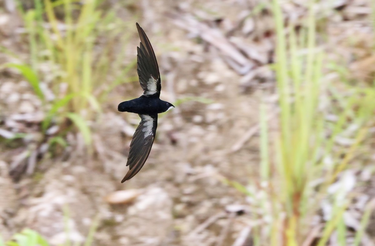 Philippine Spinetail - ML489888681