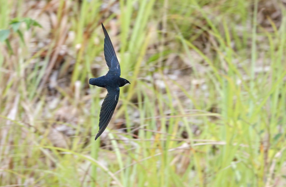 Philippine Spinetail - ML489888861