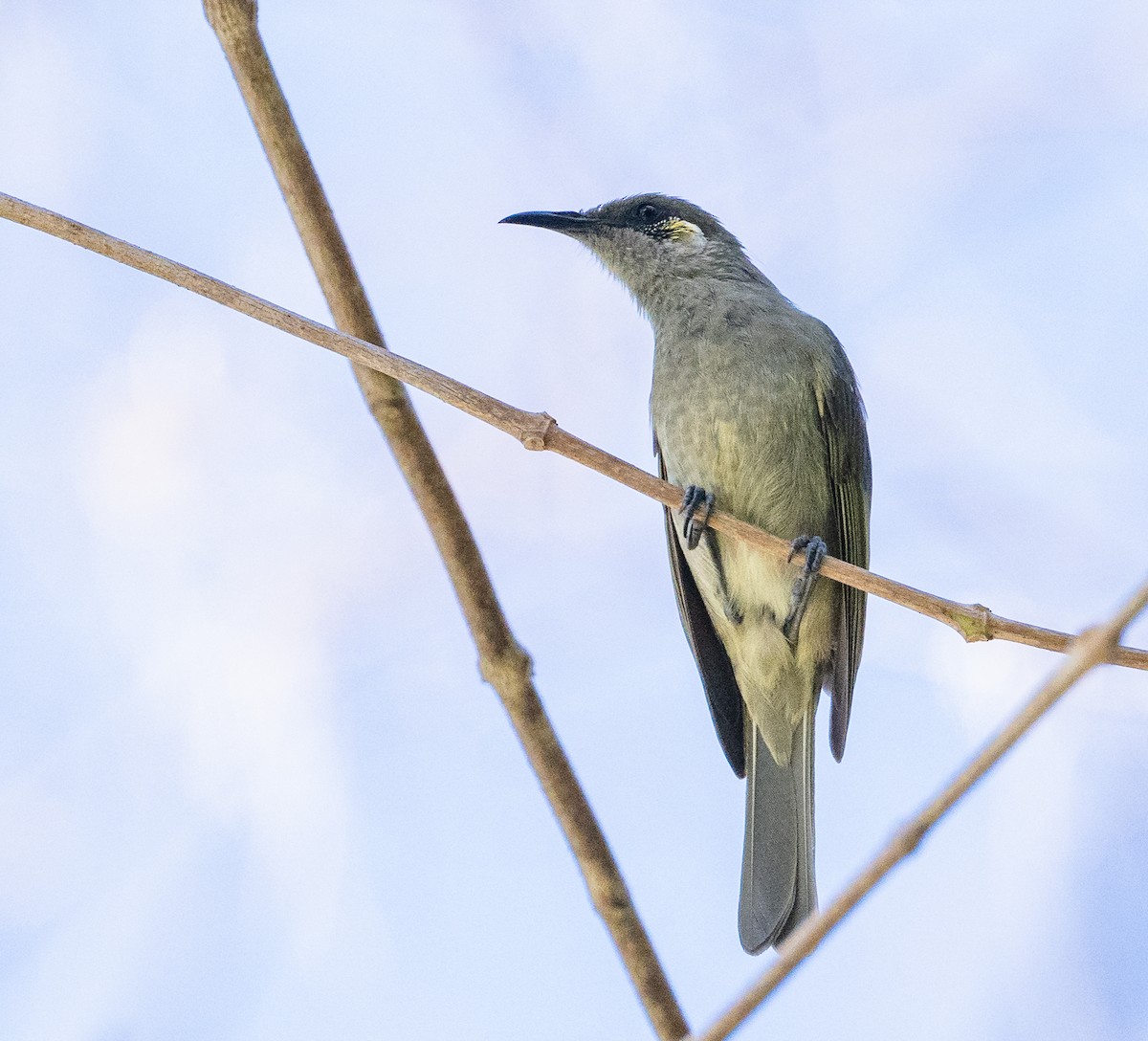 Olive Honeyeater - ML489889321