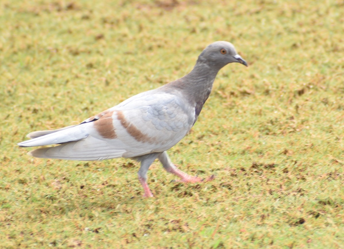 Rock Pigeon (Feral Pigeon) - ML489889981