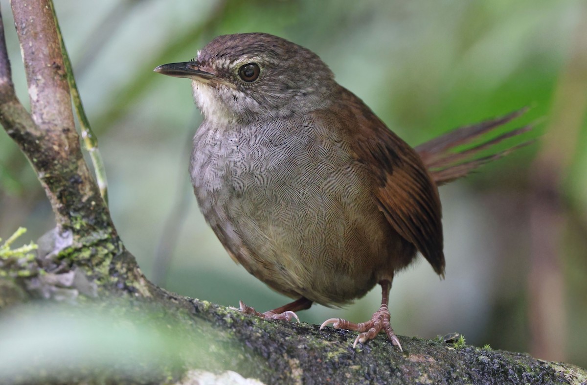 Long-tailed Bush Warbler - Robert Hutchinson