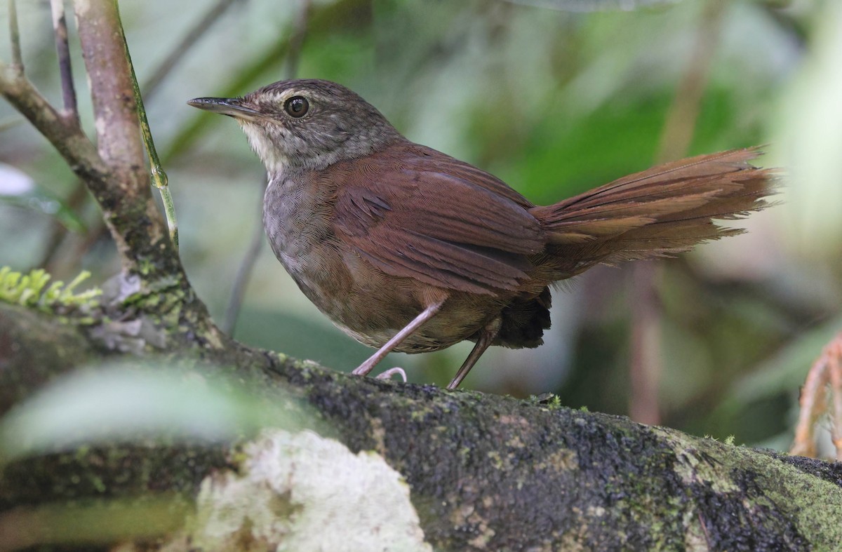 Long-tailed Bush Warbler - Robert Hutchinson