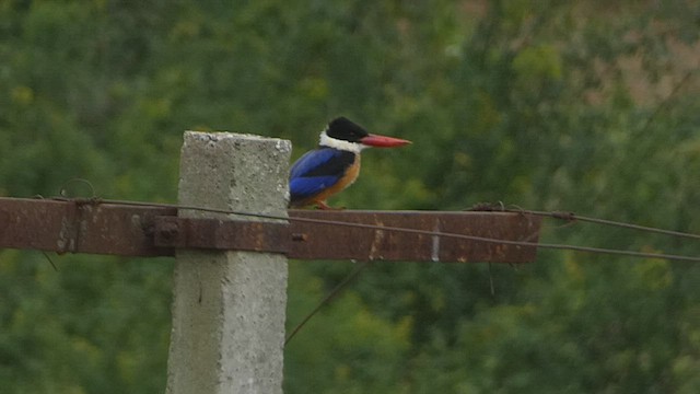 Black-capped Kingfisher - ML489892641