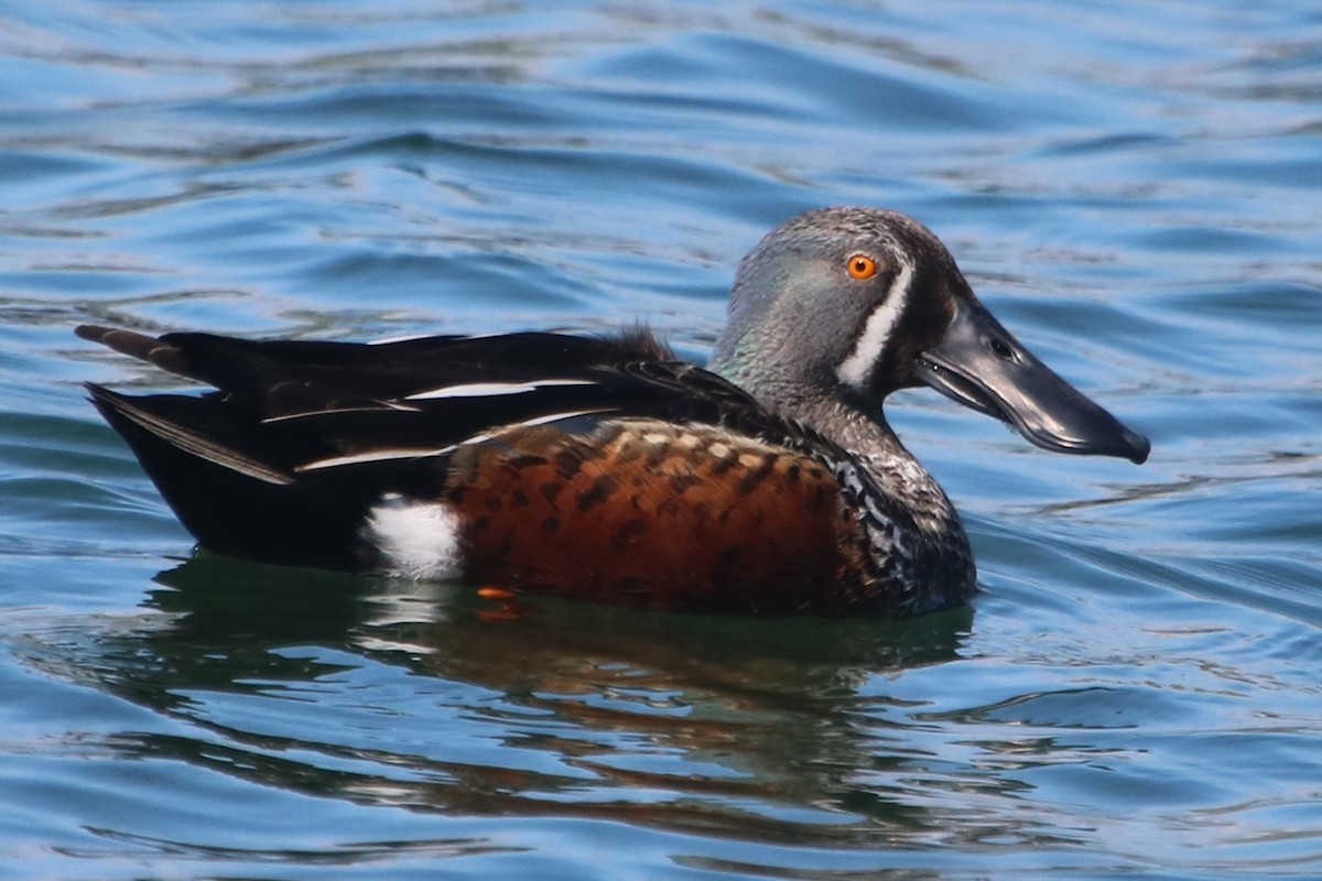 Australasian Shoveler - ML489892831