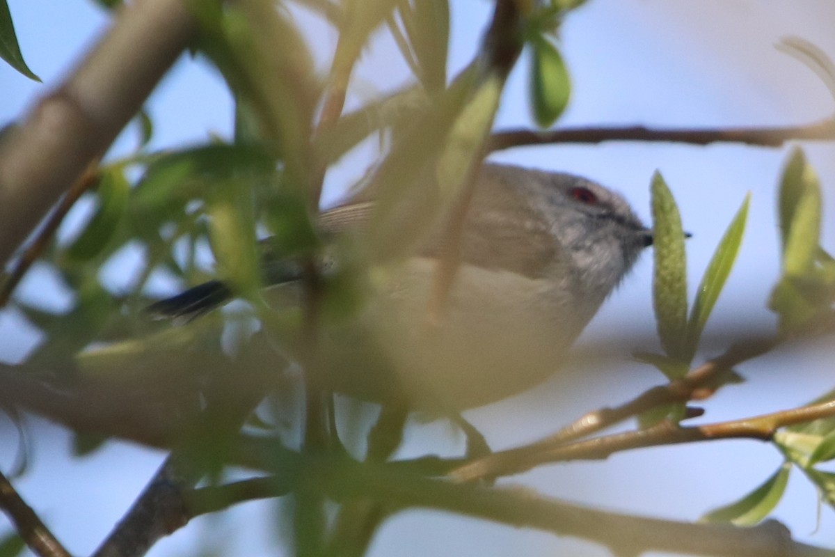 Gray Gerygone - ML489892851