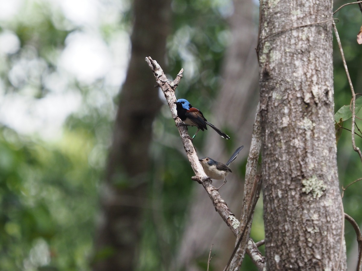 Lovely Fairywren - ML489893901