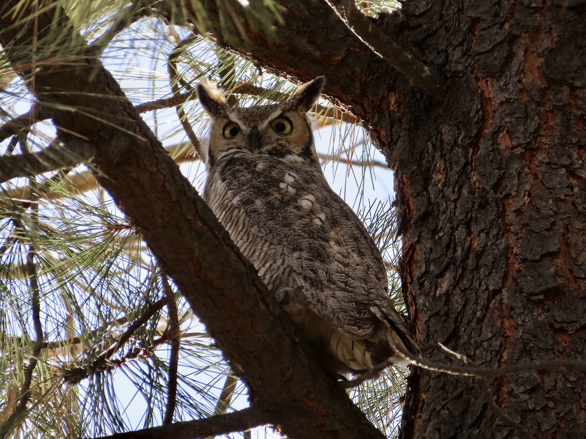 Great Horned Owl - ML489894241