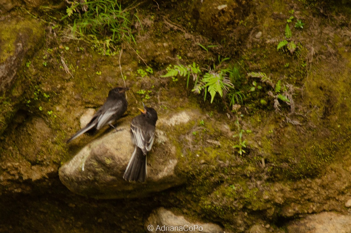 Black Phoebe - ML489898261