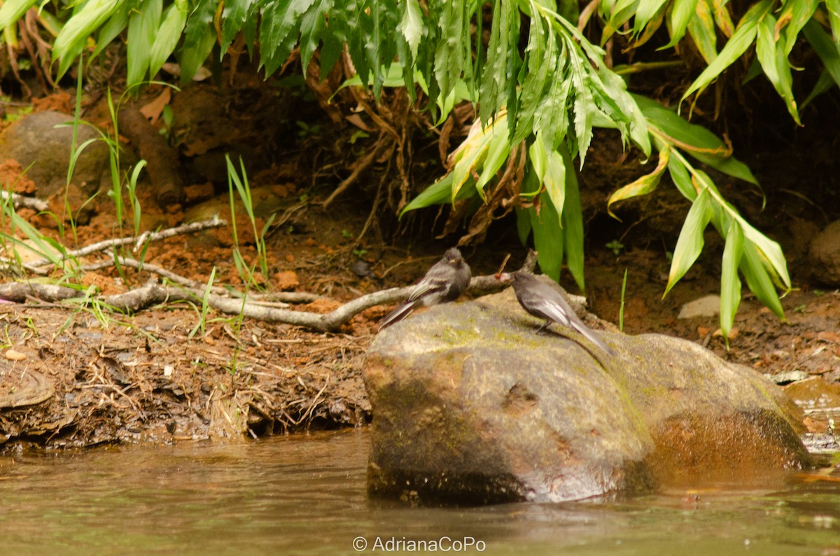 Black Phoebe - ML489898291