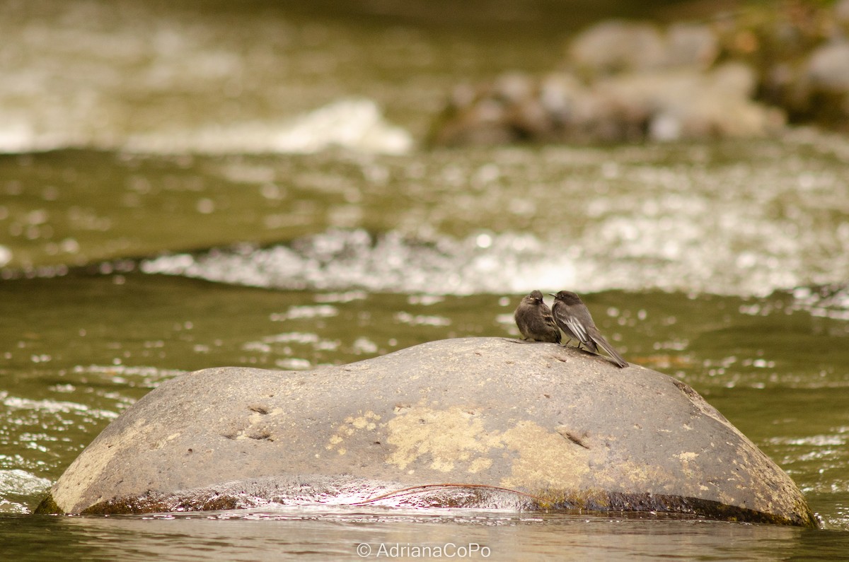 Black Phoebe - ML489898301