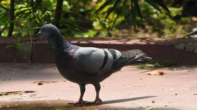 Rock Pigeon (Feral Pigeon) - ML489899441