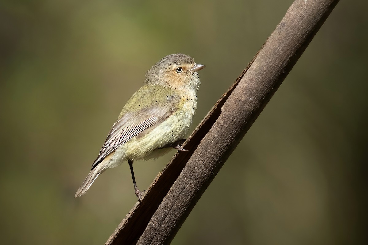 コバシムシクイ - ML489901911