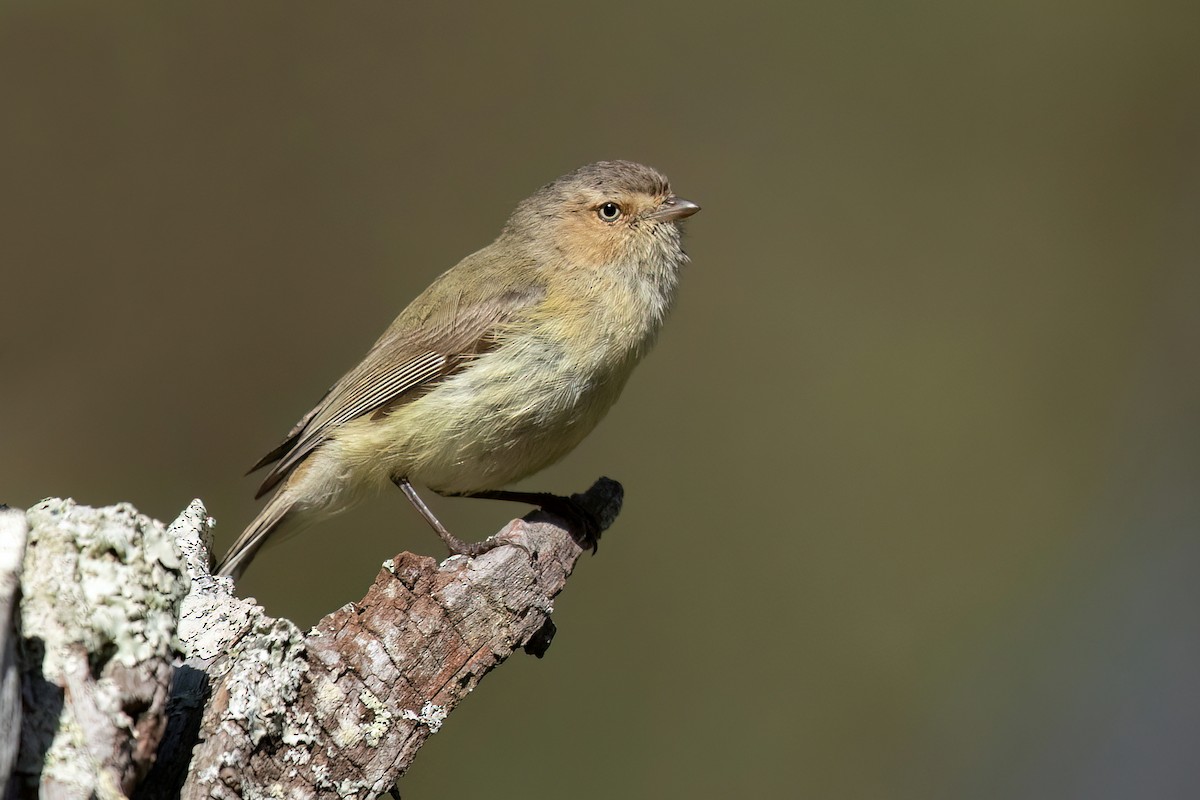 コバシムシクイ - ML489901921