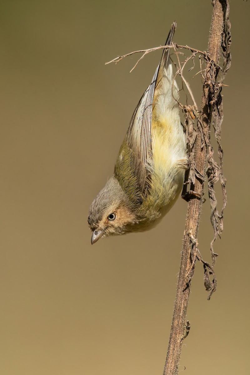 コバシムシクイ - ML489901931