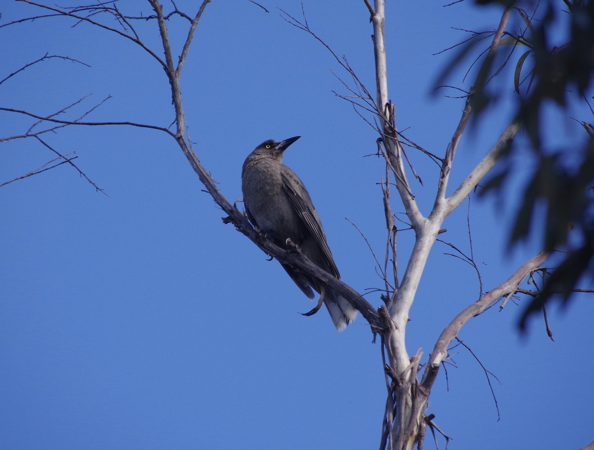 Gray Currawong - ML489902581