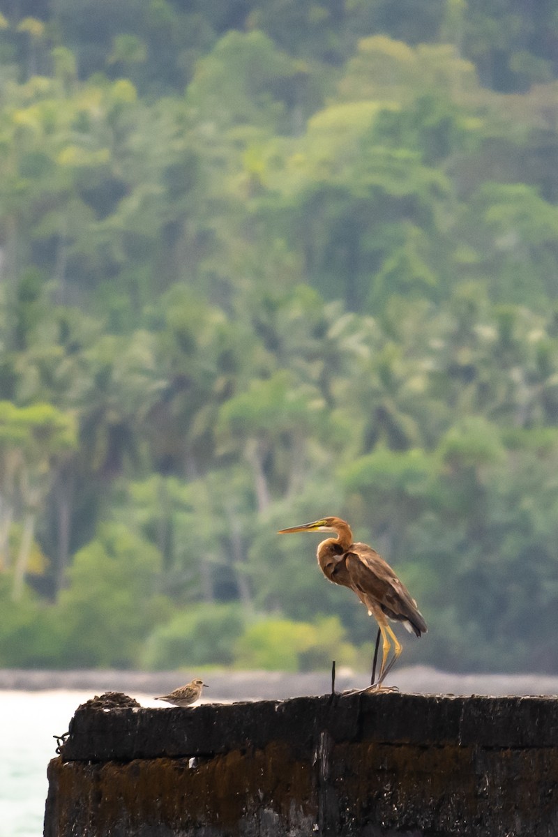 Purple Heron - ML489903561