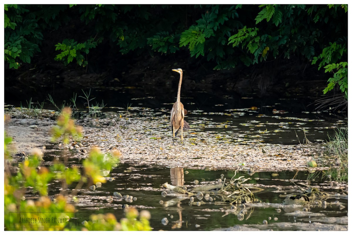 Purple Heron - ML489903571