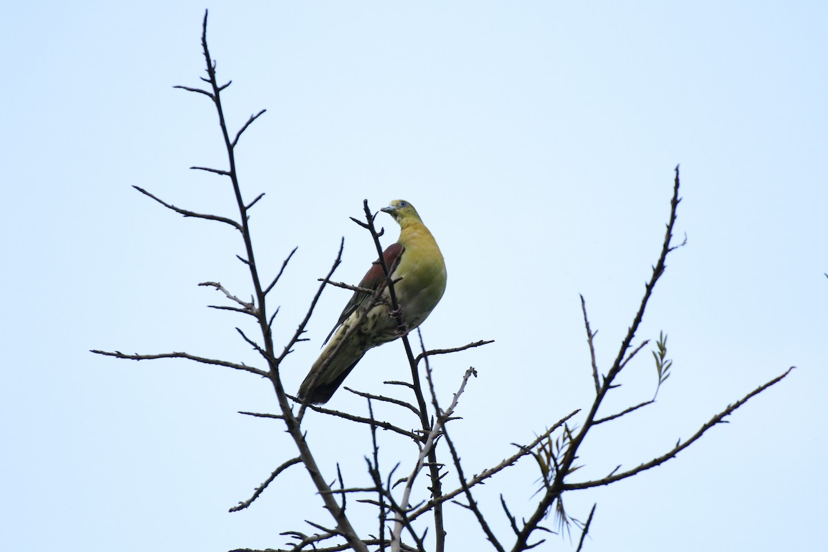 White-bellied Green-Pigeon - RIIO LU